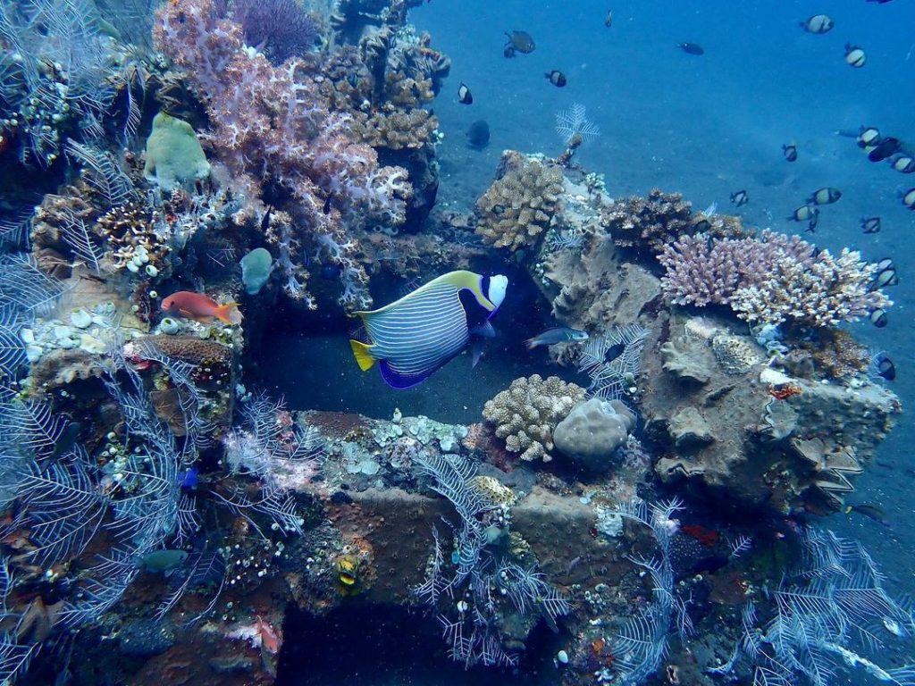 This Diving in Amed Bali Will Awe You for Days!