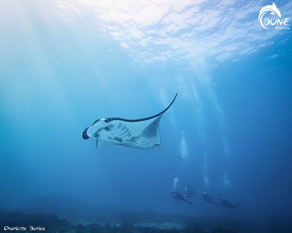 Before You Go Diving in Manta Point Bali- the Guide