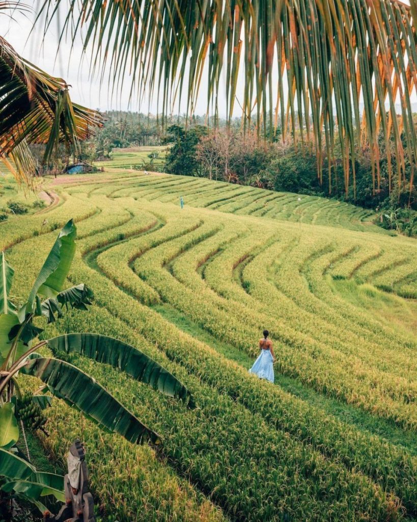 Life in Villa Ubud Surrounded by Rice Fields and Forests