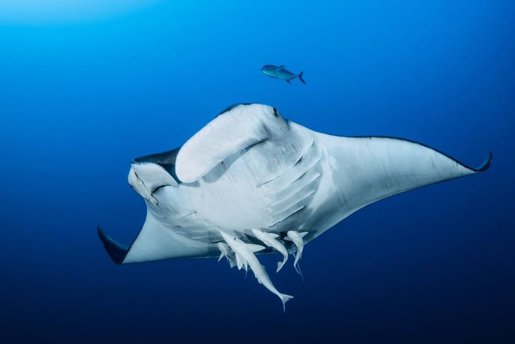 Prepare to Get Awed by the Manta Rays