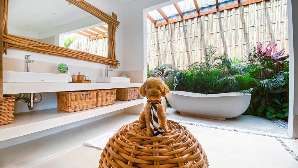 Why You Need to Make Your Villa Rentals in Canggu Pet Friendly