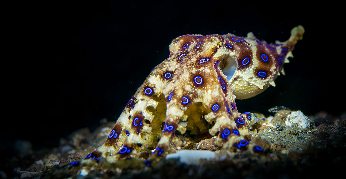 How Dangerous Is a Poisonous Octopus Bite and What to Do If Bitten