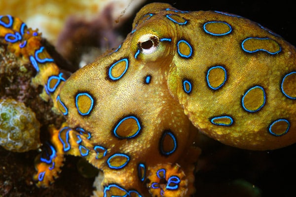 Where Poisonous Octopuses Live and How to Avoid Them