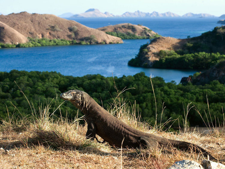 meet komodo dragons